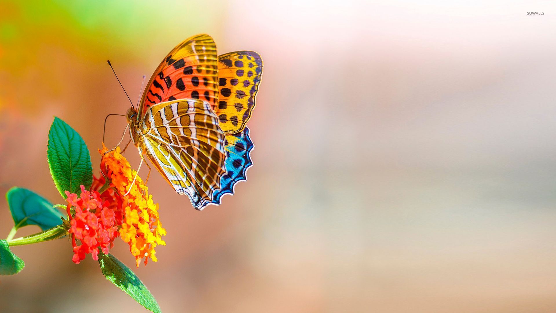 Colorful Butterfly Wallpapers