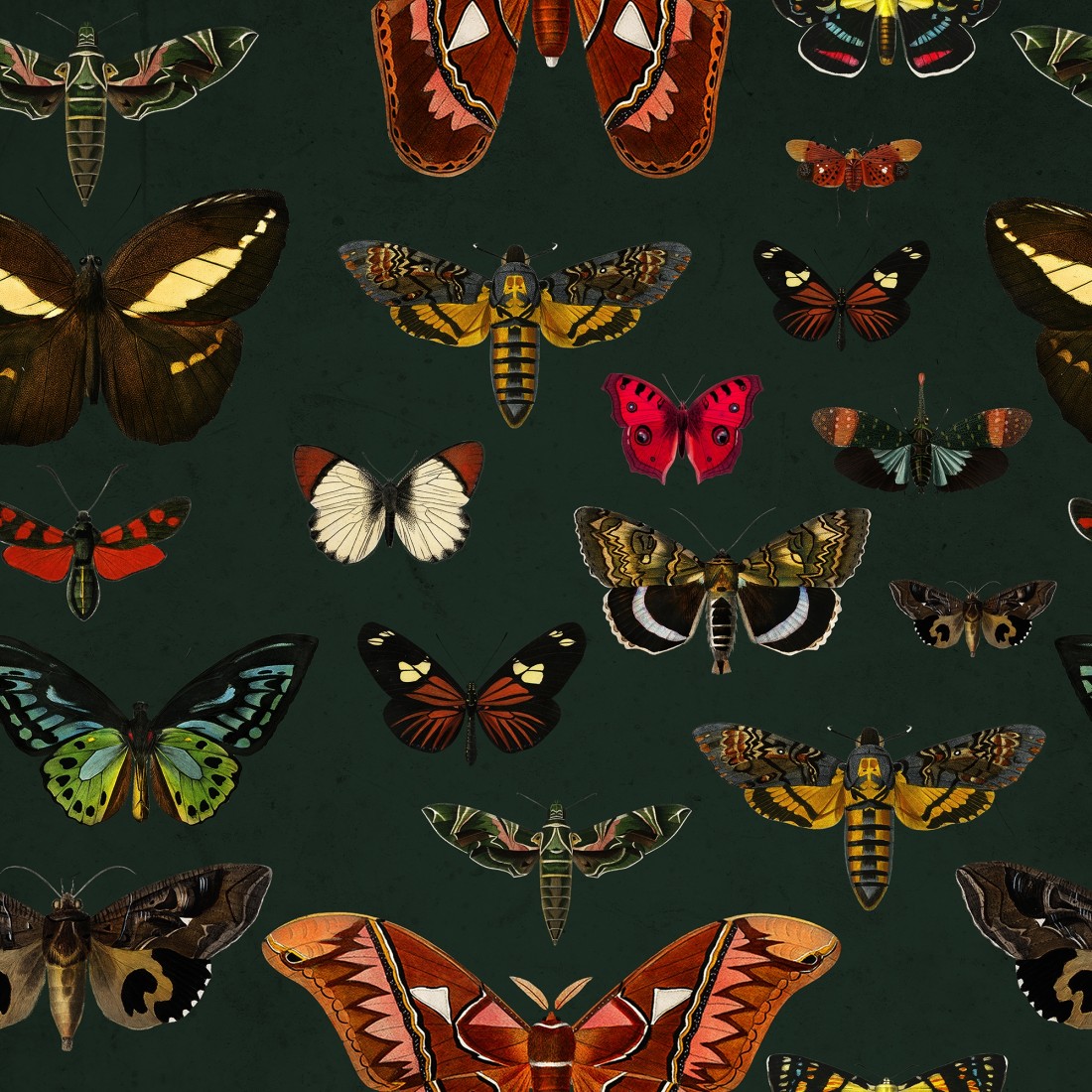 Colorful Butterfly Wallpapers