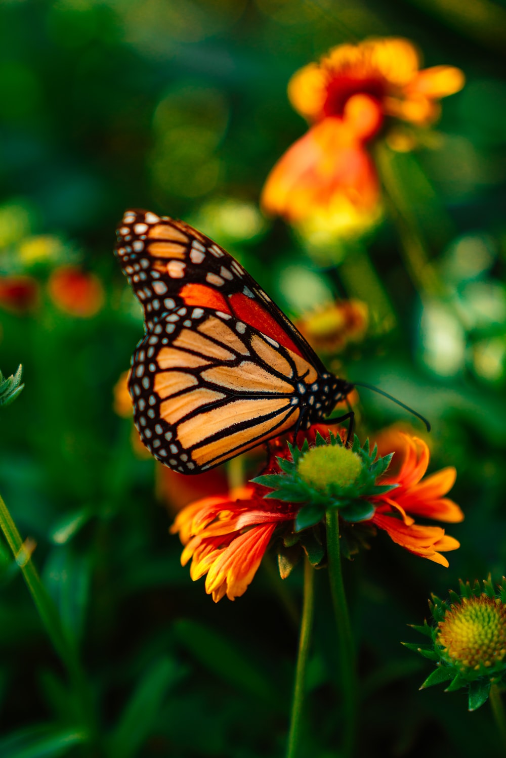 Colorful Butterfly Wallpapers