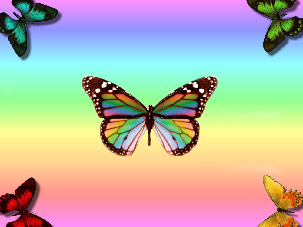 Colorful Butterfly Wallpapers