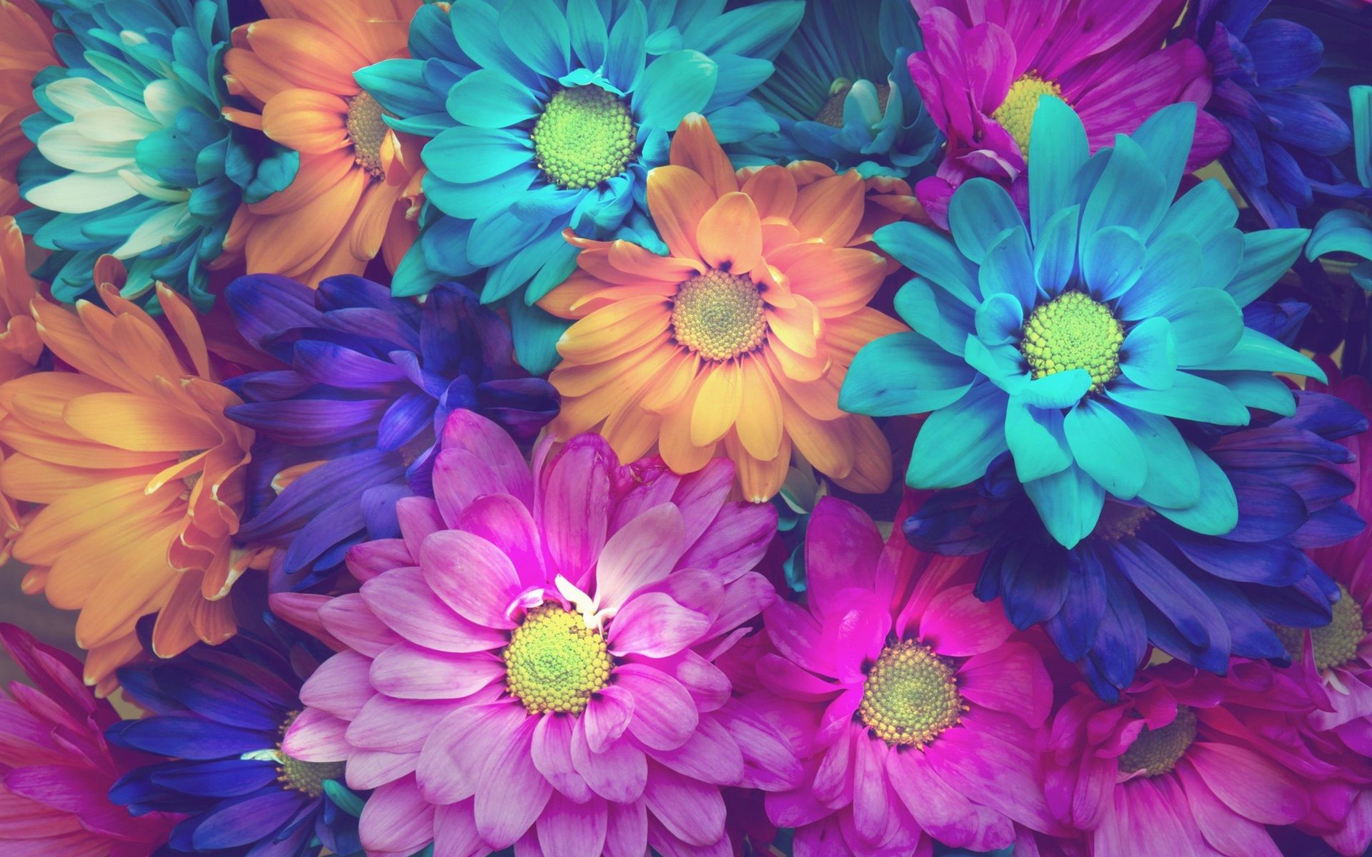 Colorful Daisies Wallpapers