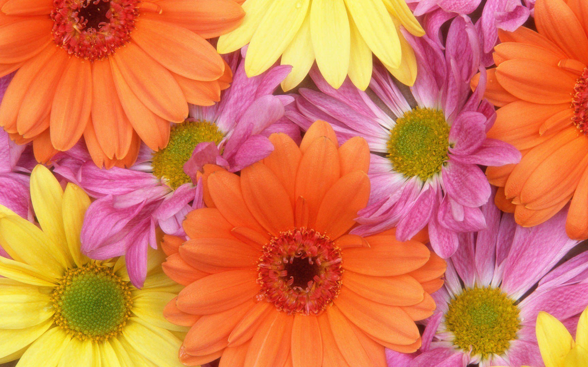 Colorful Daisies Wallpapers