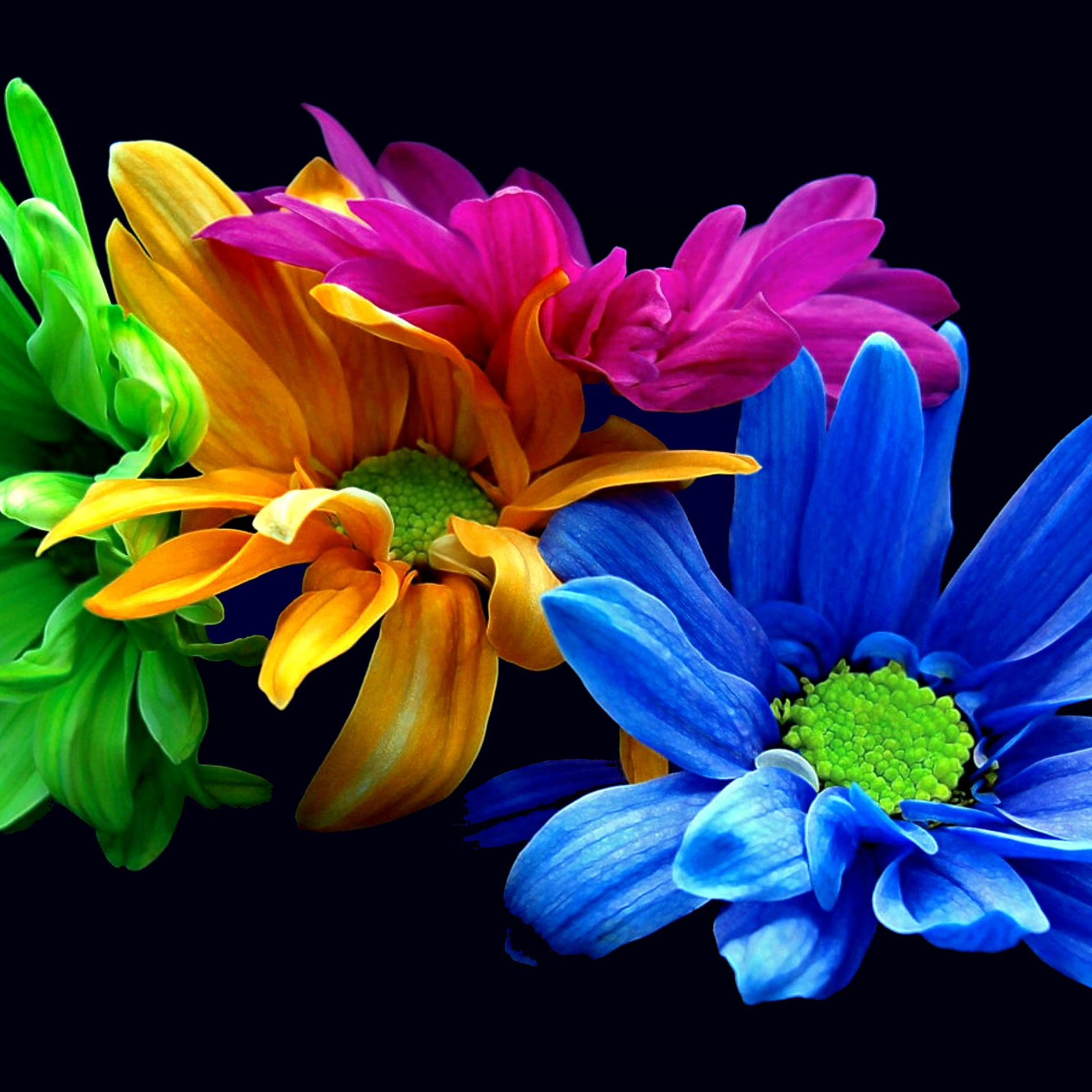 Colorful Daisies Wallpapers