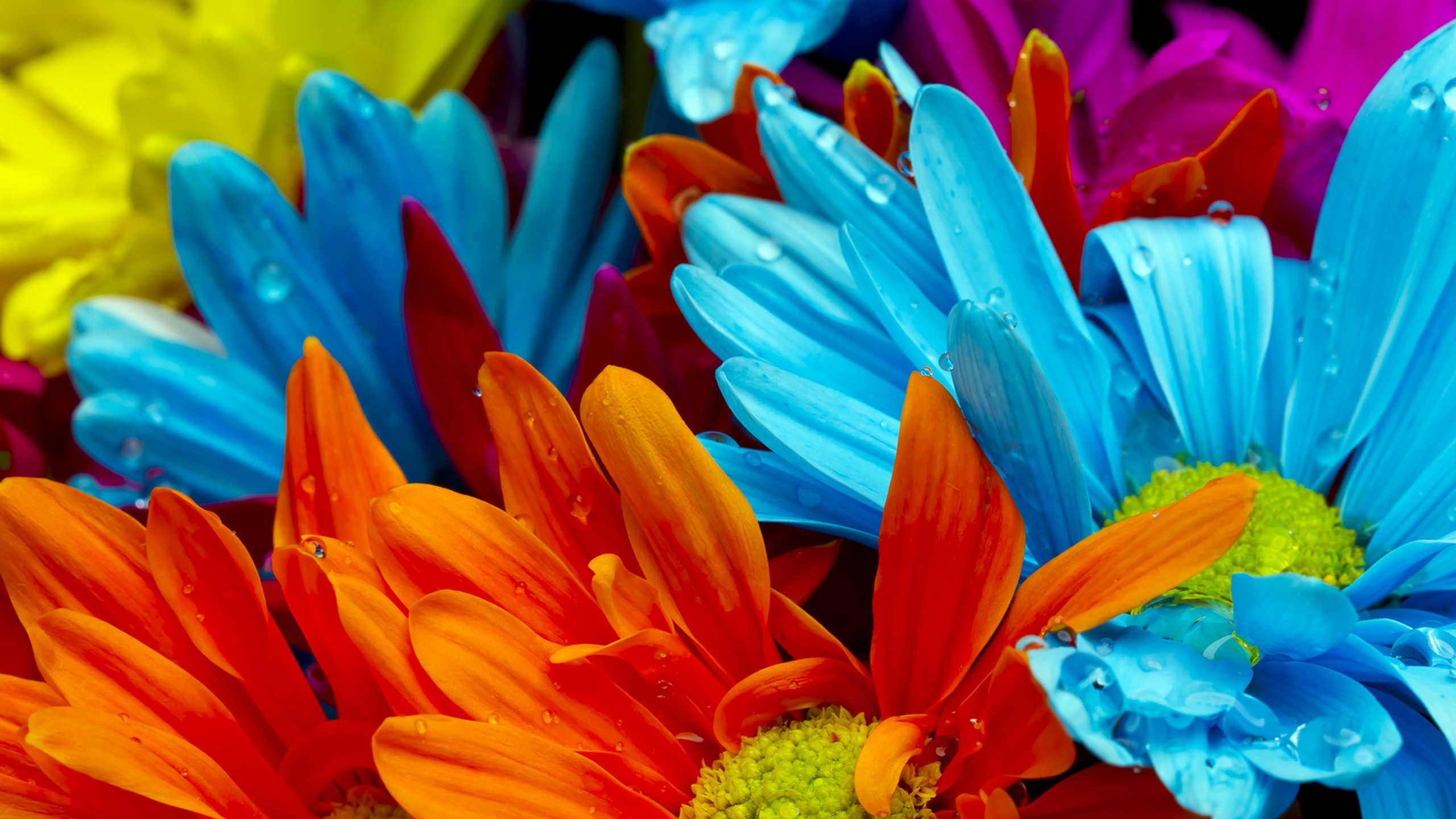 Colorful Daisies Wallpapers