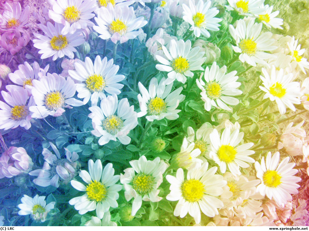 Colorful Daisies Wallpapers