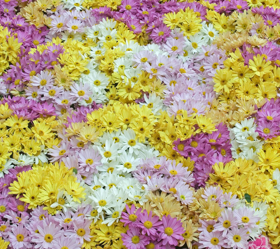 Colorful Daisies Wallpapers