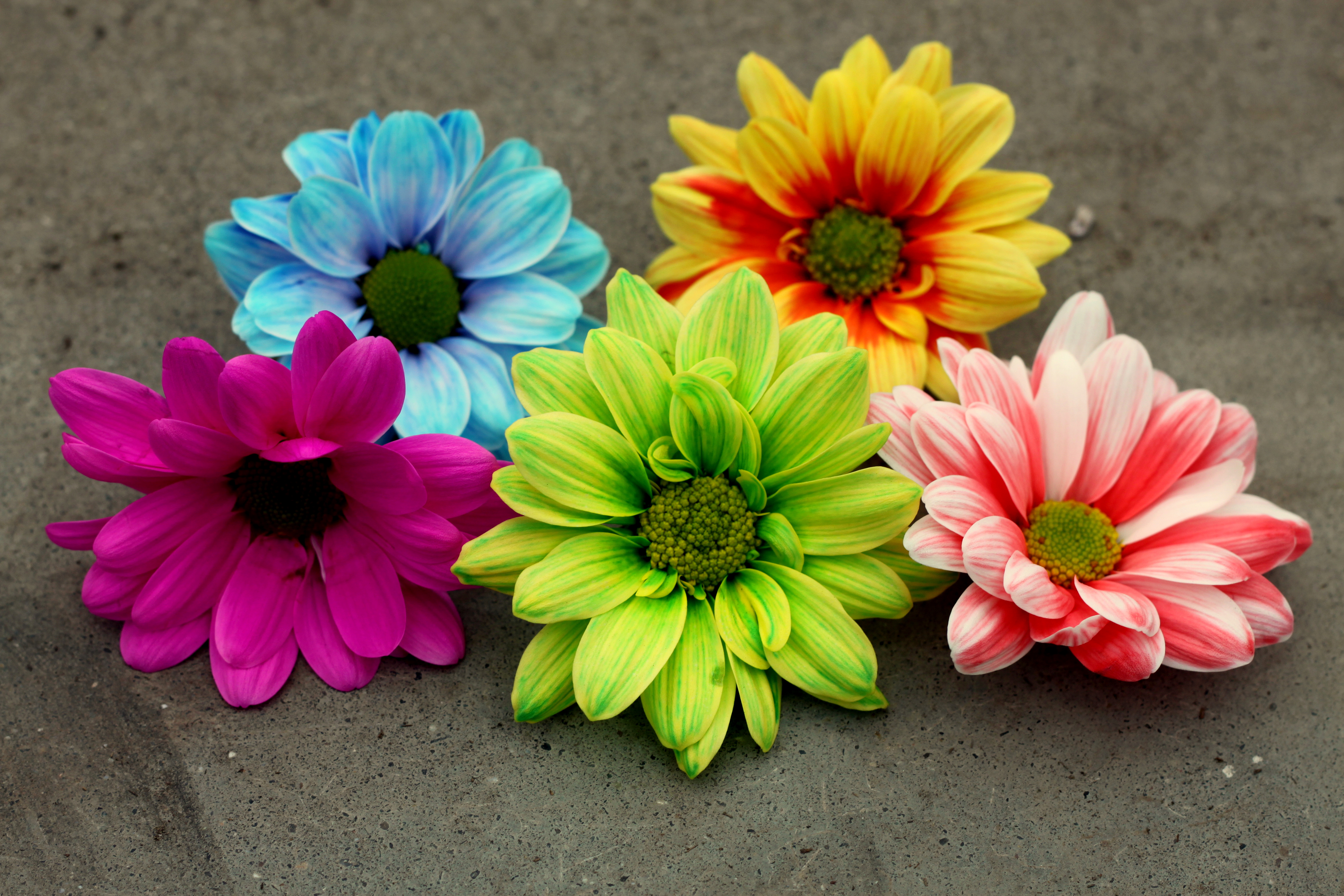 Colorful Daisies Wallpapers