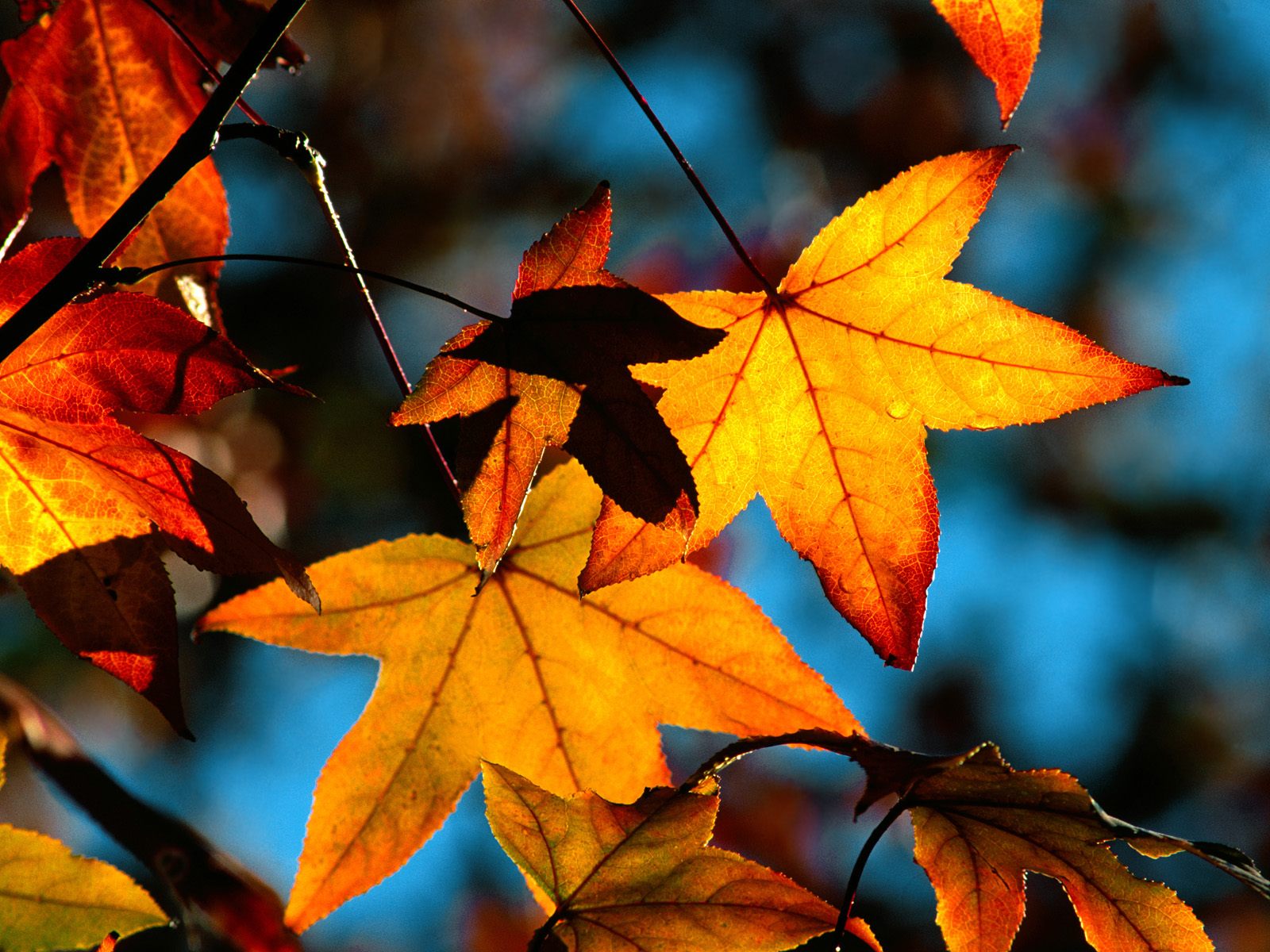 Colorful Fall Wallpapers