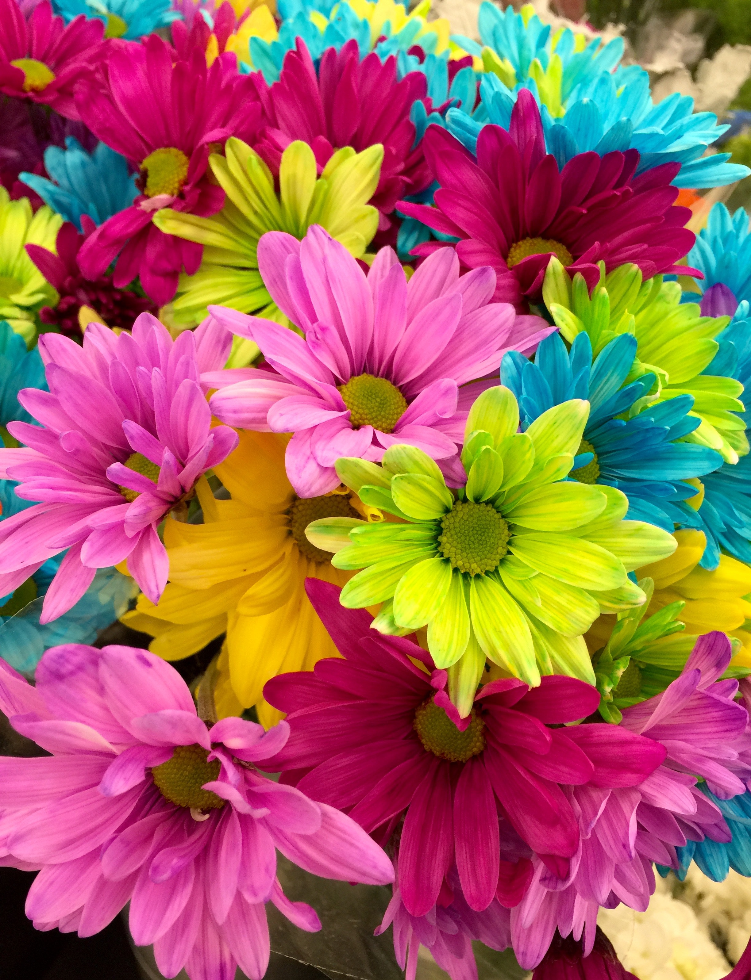 Colorful Flowers Wallpapers