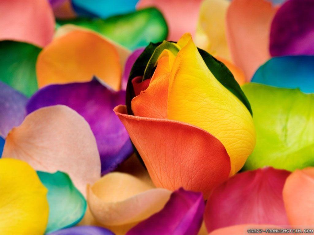 Colorful Flowers Wallpapers