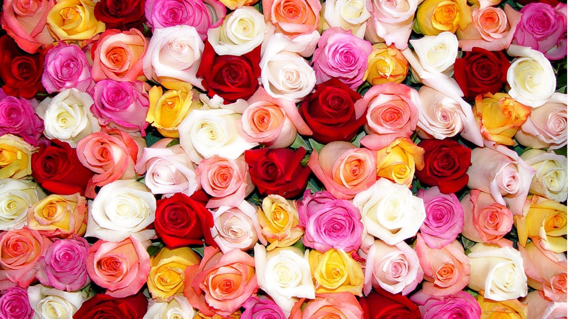 Colorful Flowers Wallpapers