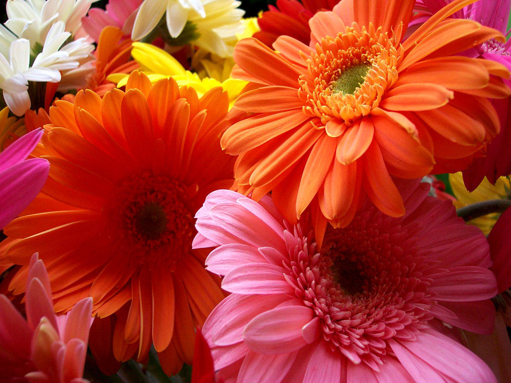 Colorful Flowers Wallpapers