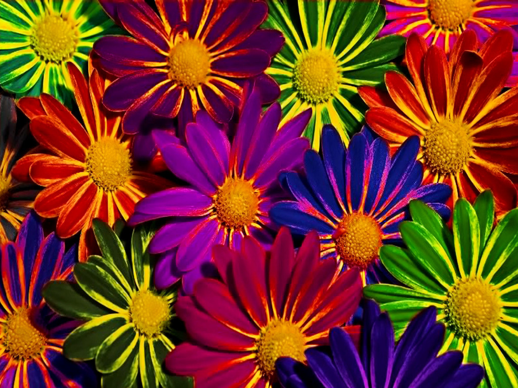 Colorful Flowers Wallpapers