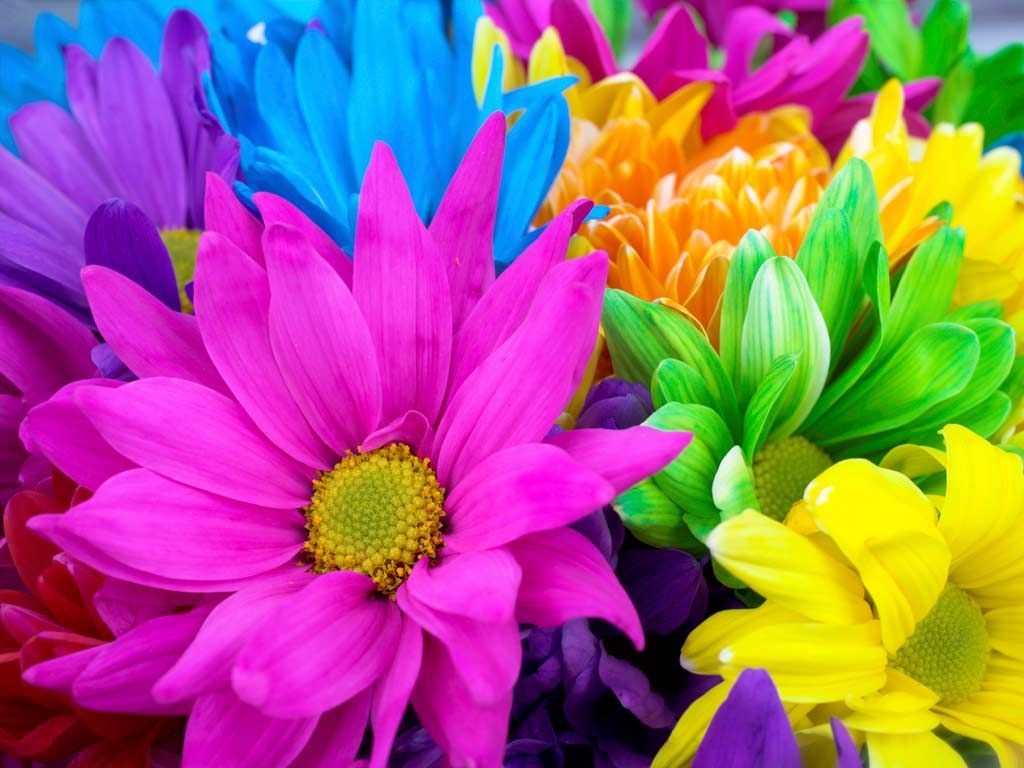 Colorful Flowers Wallpapers