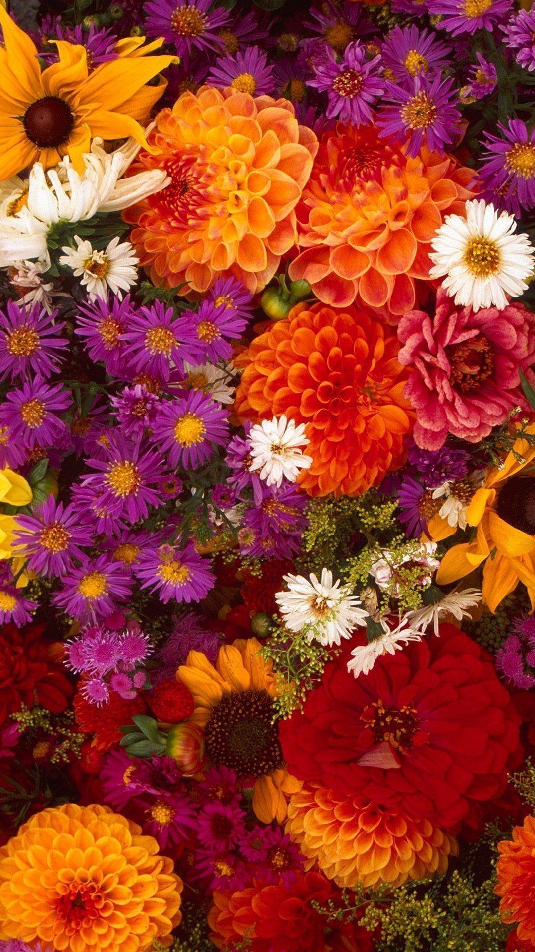 Colorful Flowers Wallpapers
