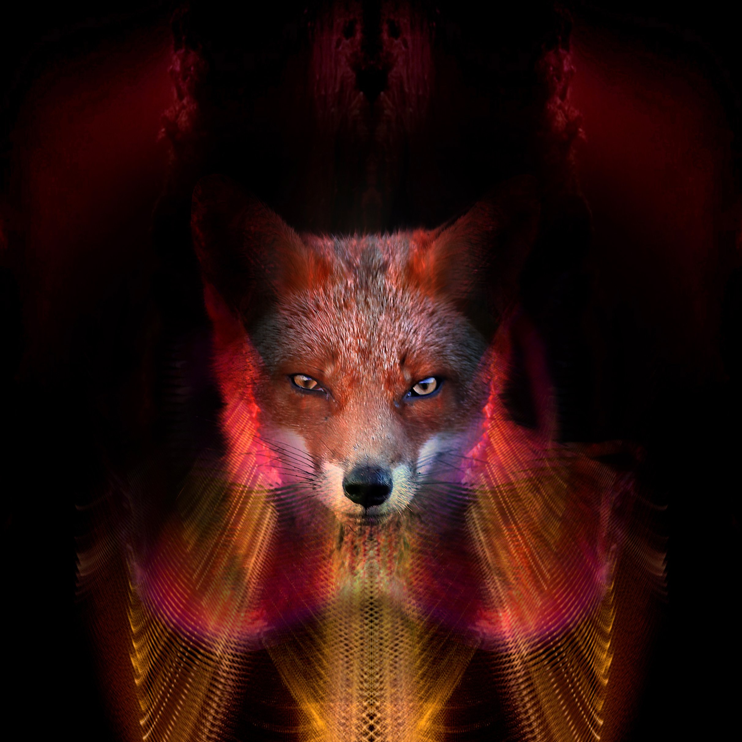 Colorful Fox Wallpapers