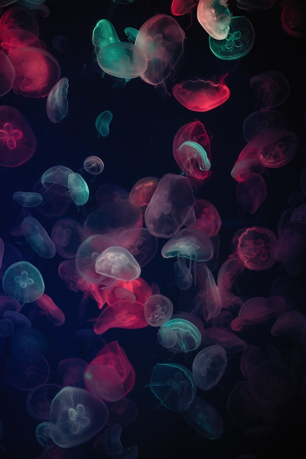 Colorful Jellyfish Wallpapers