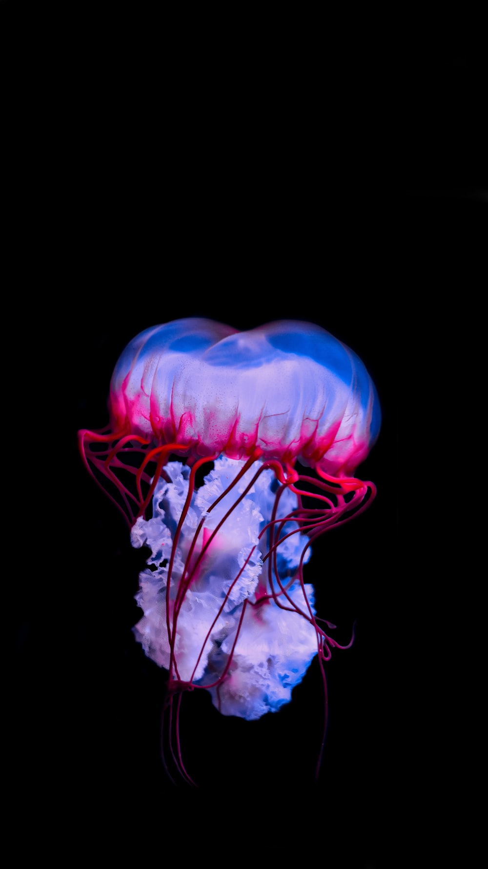 Colorful Jellyfish Wallpapers