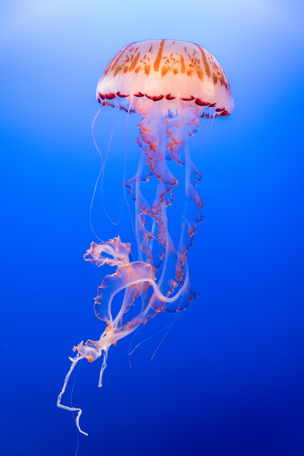 Colorful Jellyfish Wallpapers