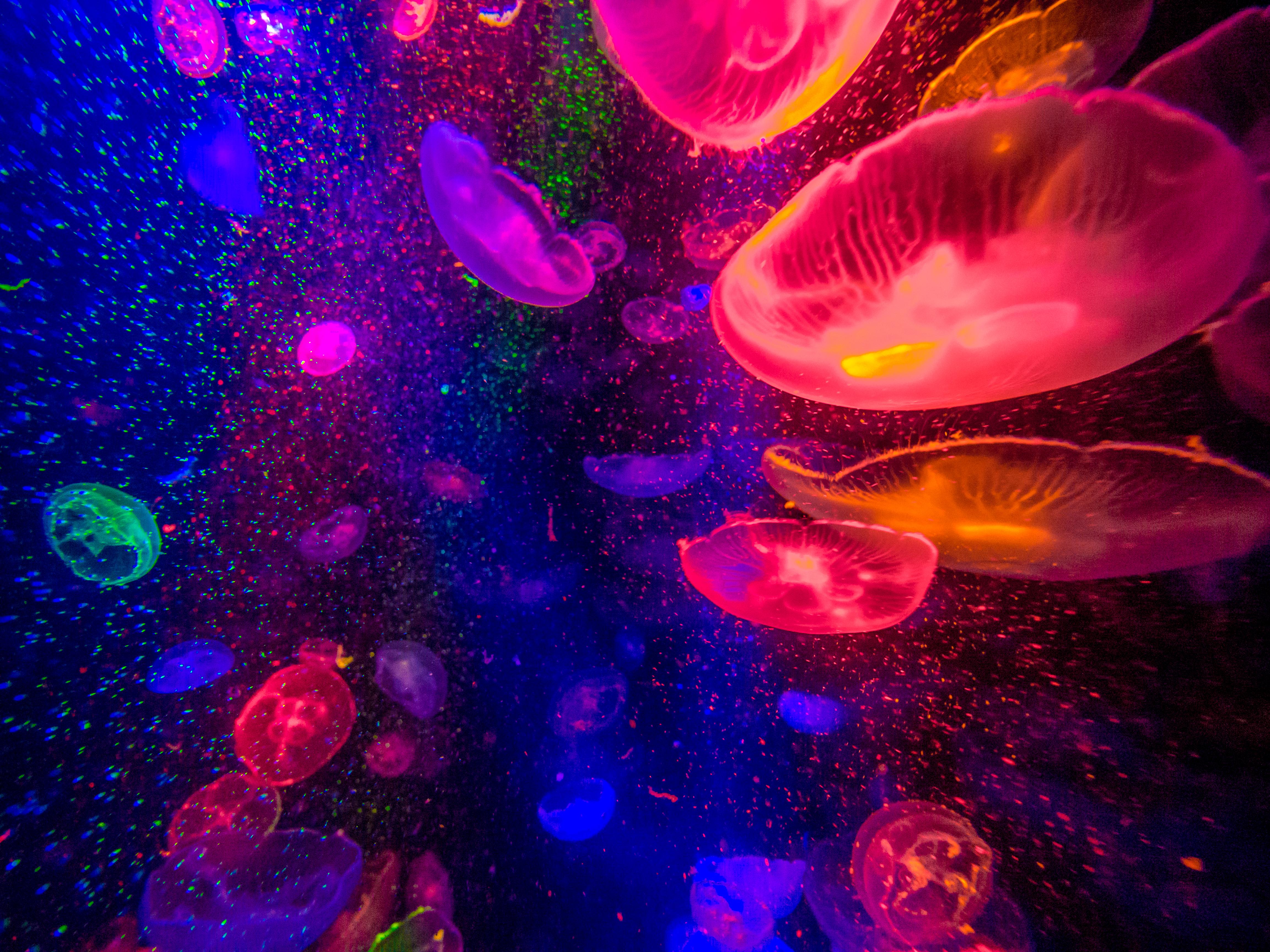 Colorful Jellyfish Wallpapers