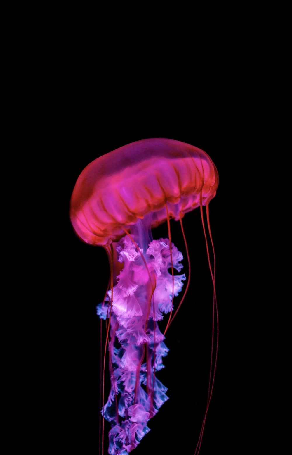 Colorful Jellyfish Wallpapers