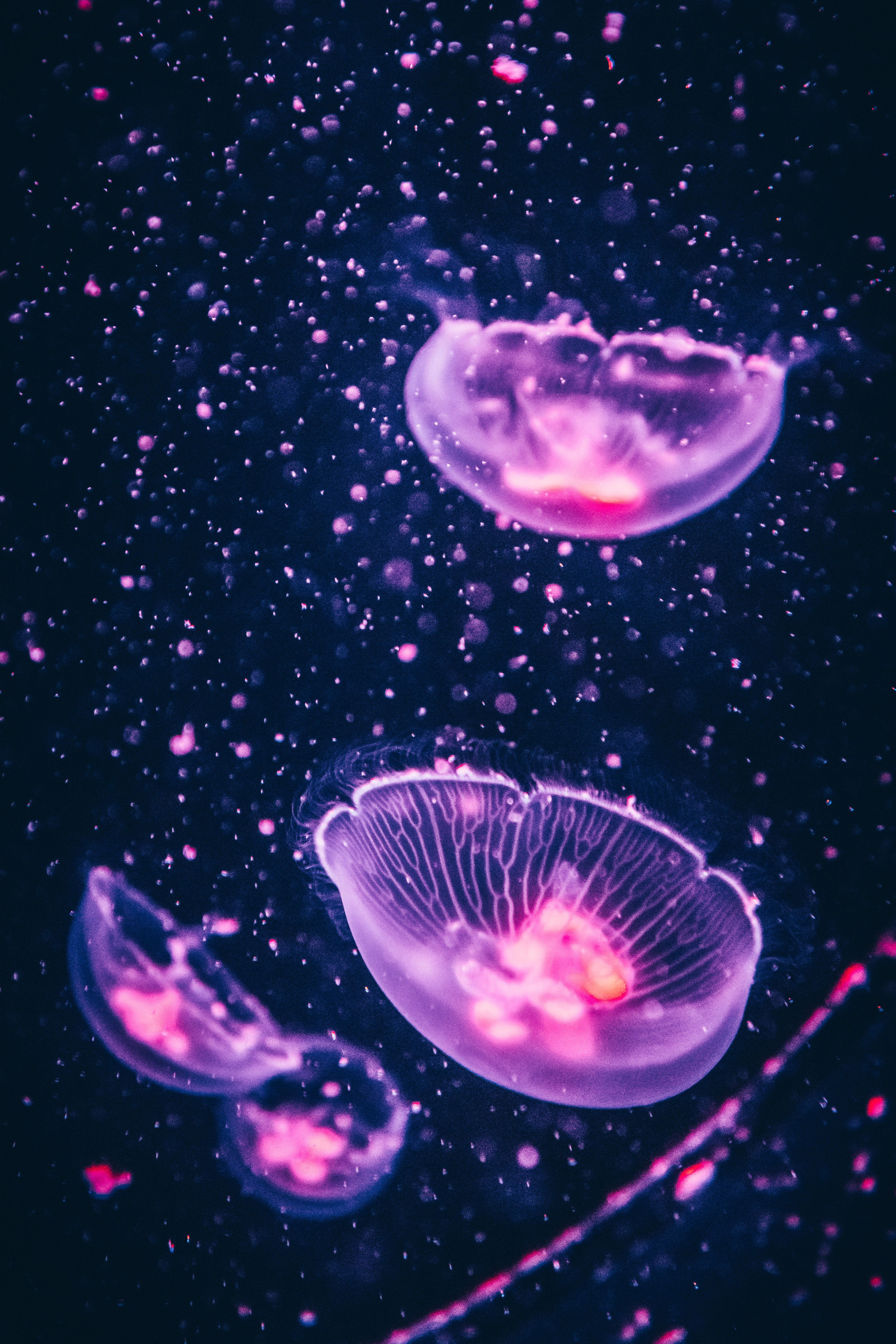 Colorful Jellyfish Wallpapers