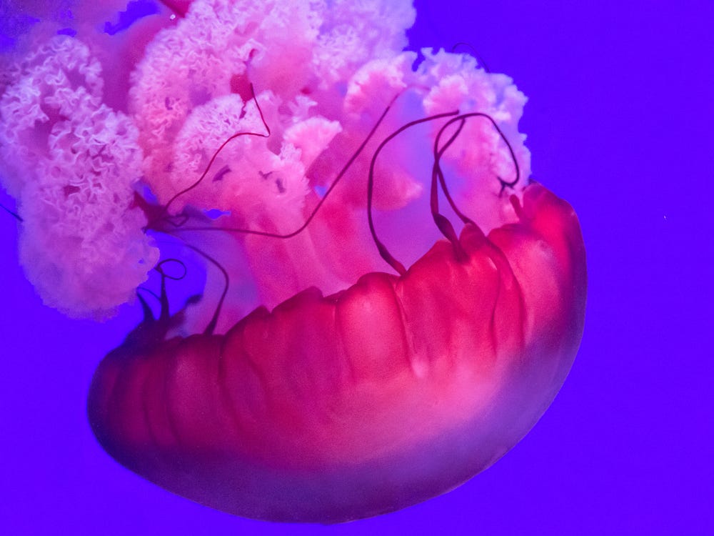 Colorful Jellyfish Wallpapers