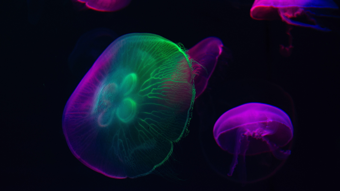 Colorful Jellyfish Wallpapers