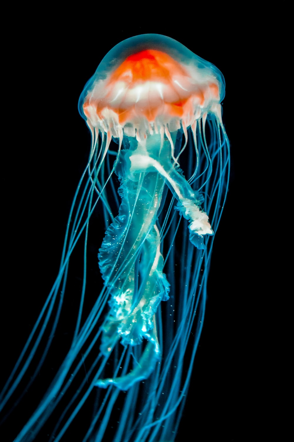 Colorful Jellyfish Wallpapers