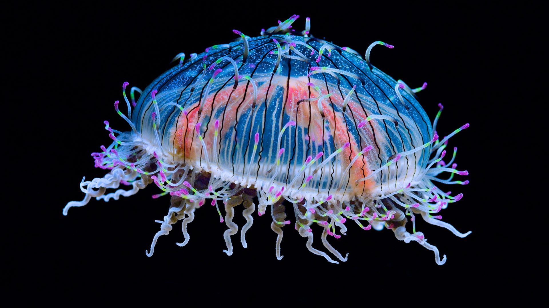 Colorful Jellyfish Wallpapers