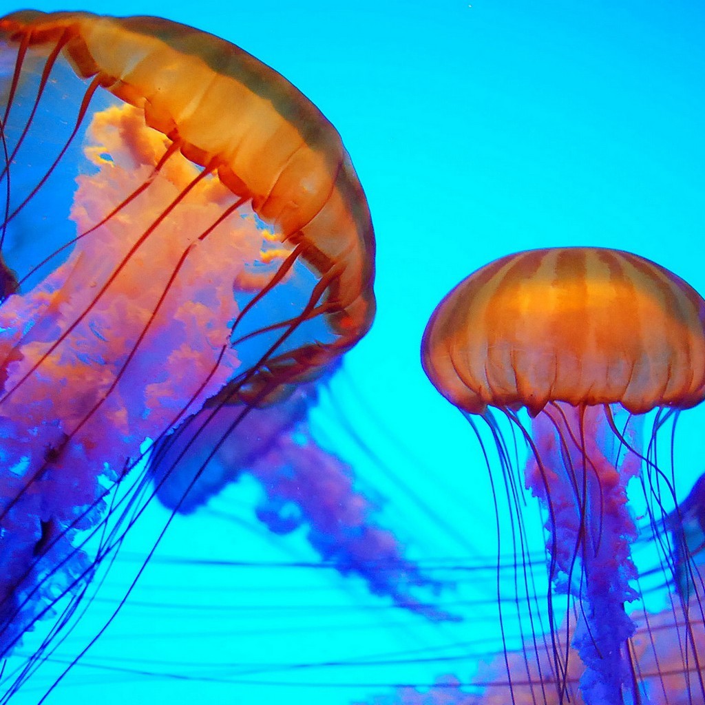 Colorful Jellyfish Wallpapers