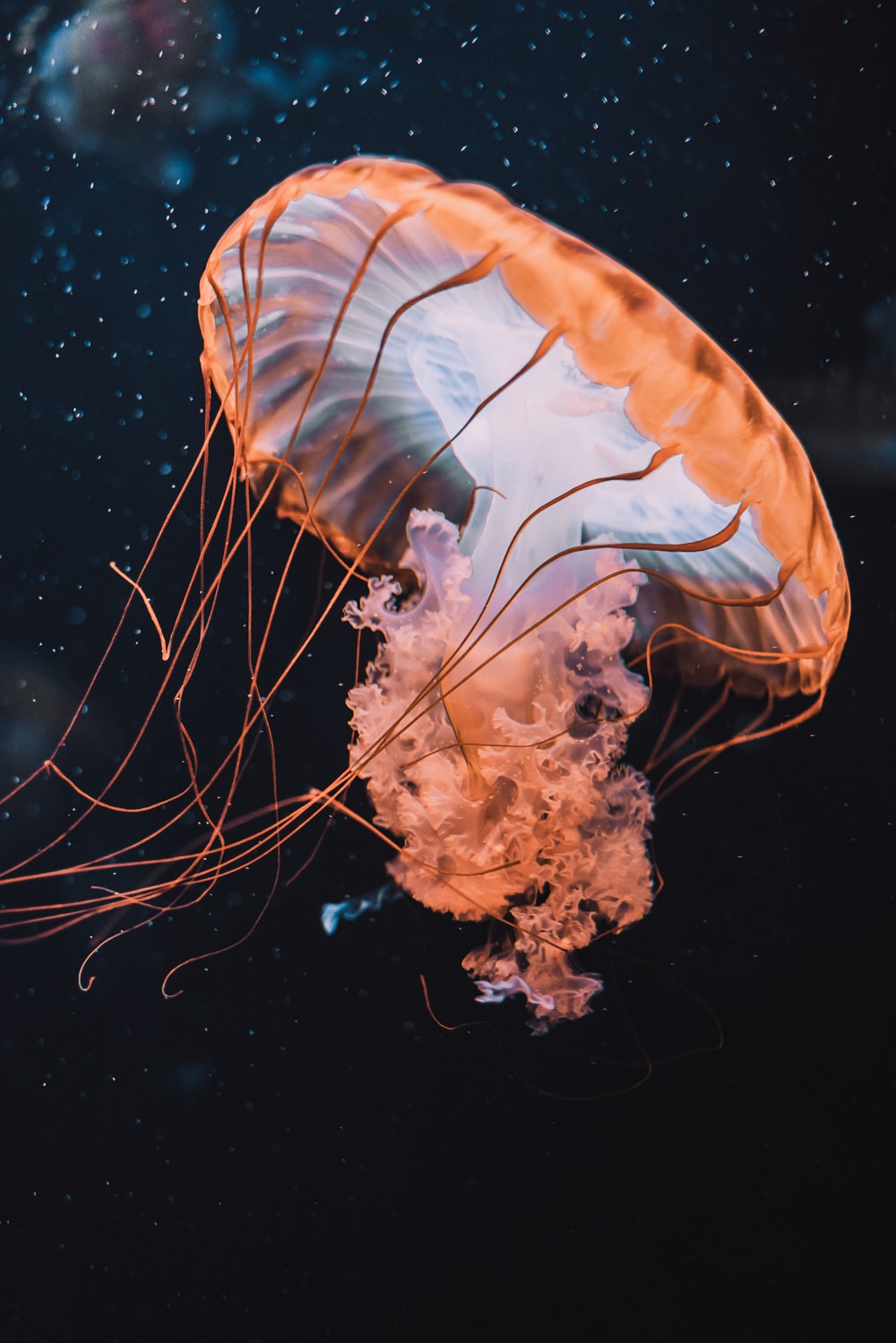 Colorful Jellyfish Wallpapers