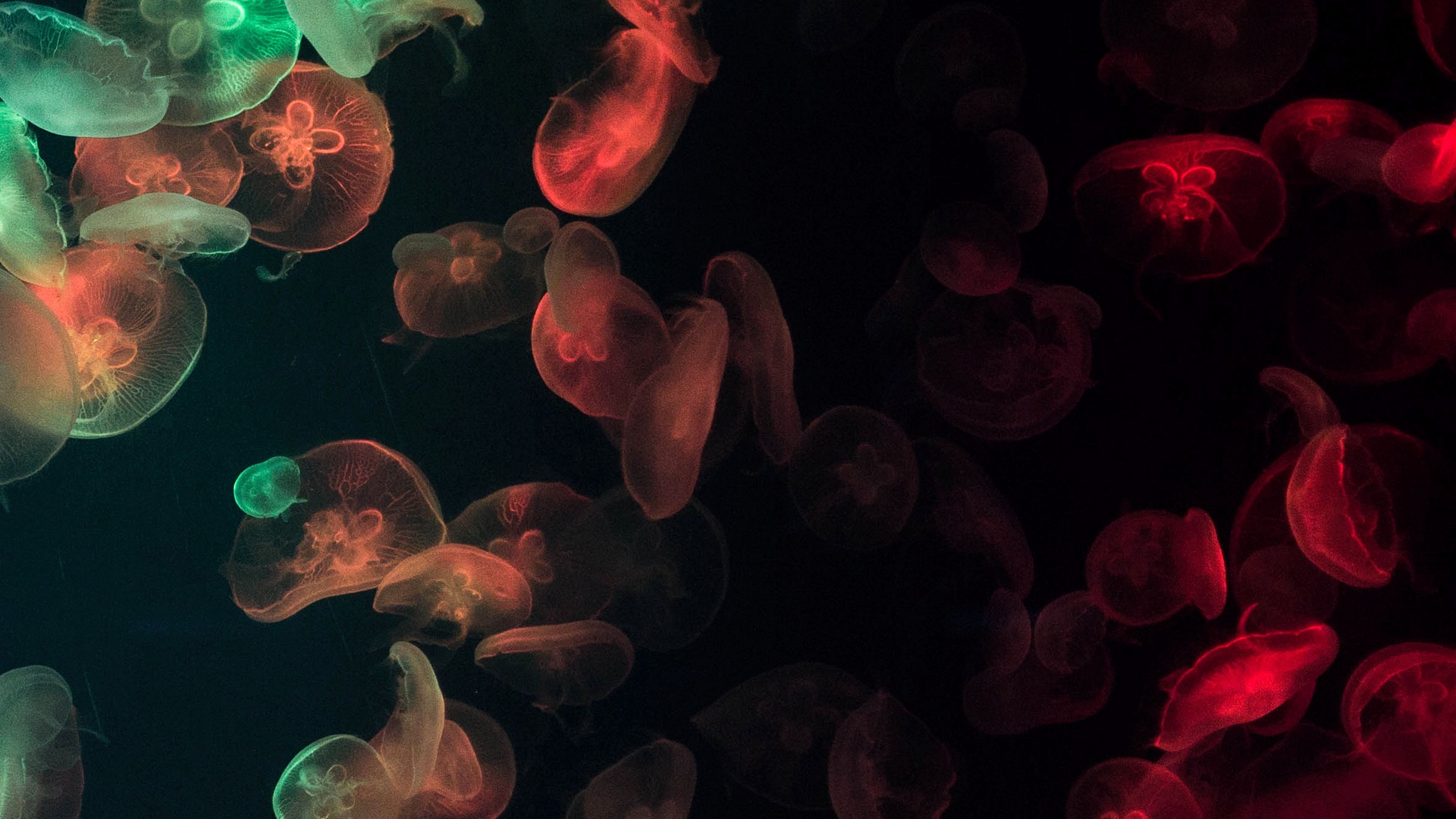 Colorful Jellyfish Wallpapers