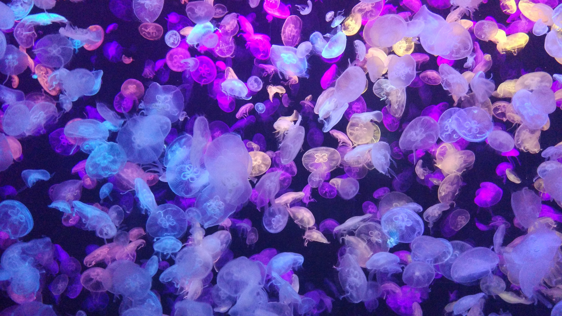 Colorful Jellyfish Wallpapers