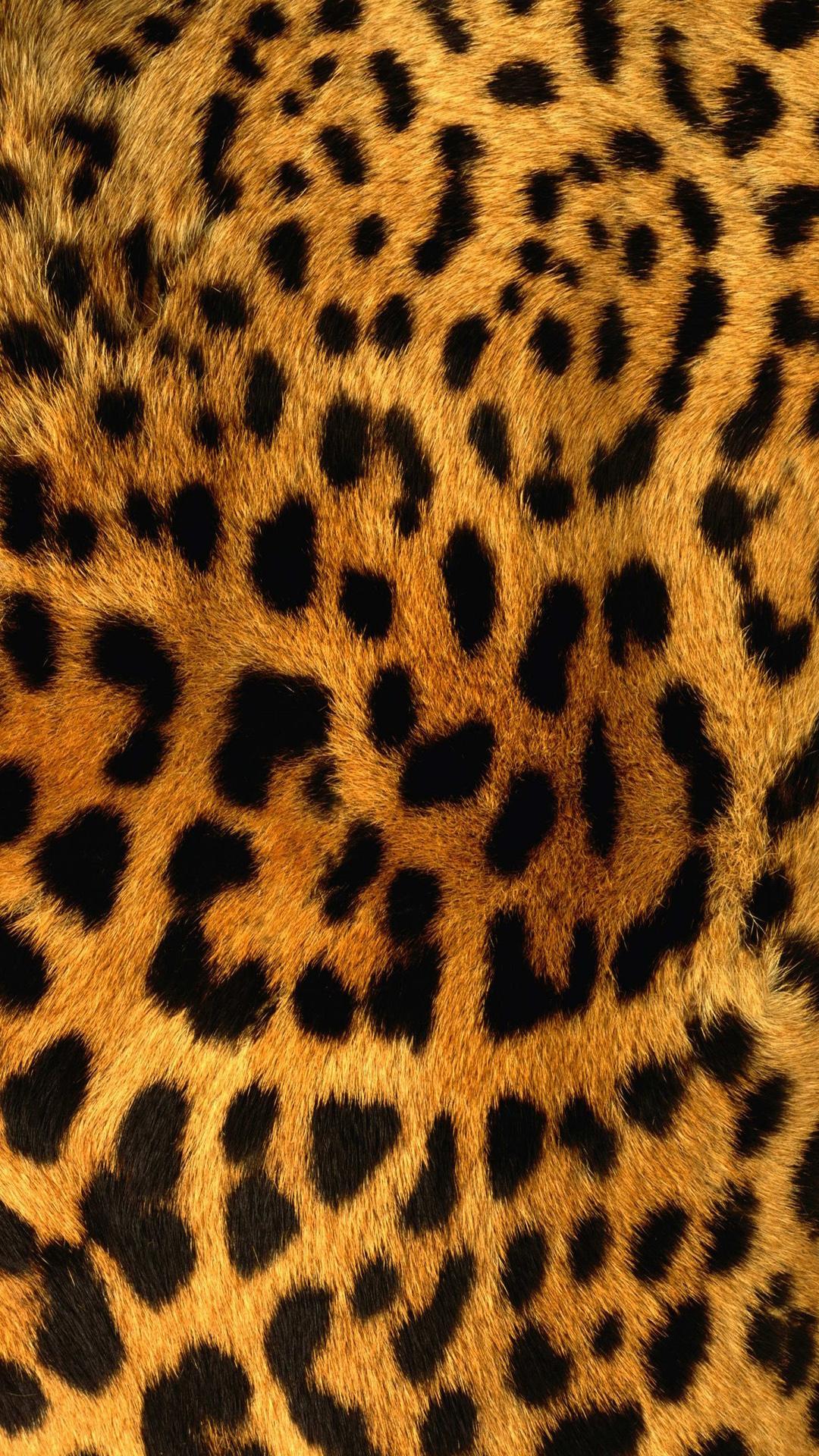 Colorful Leopard Iphone Wallpapers