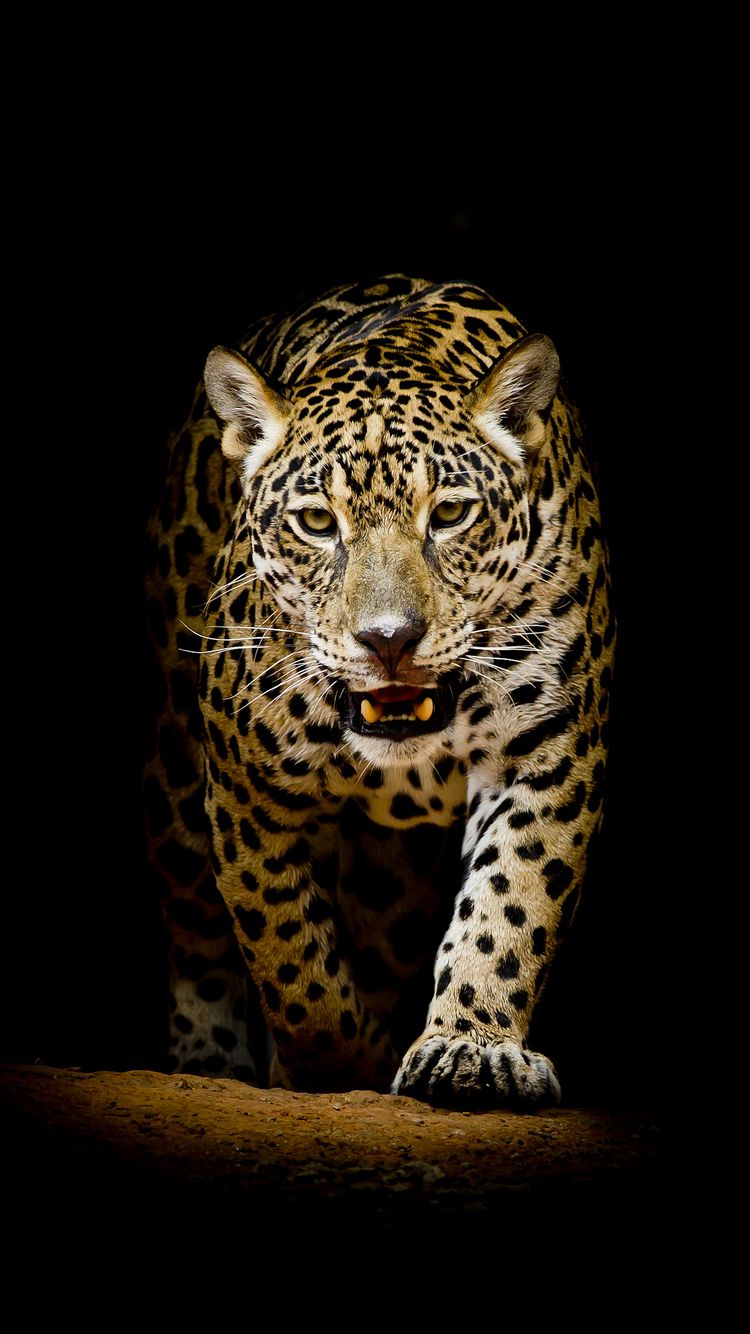 Colorful Leopard Iphone Wallpapers