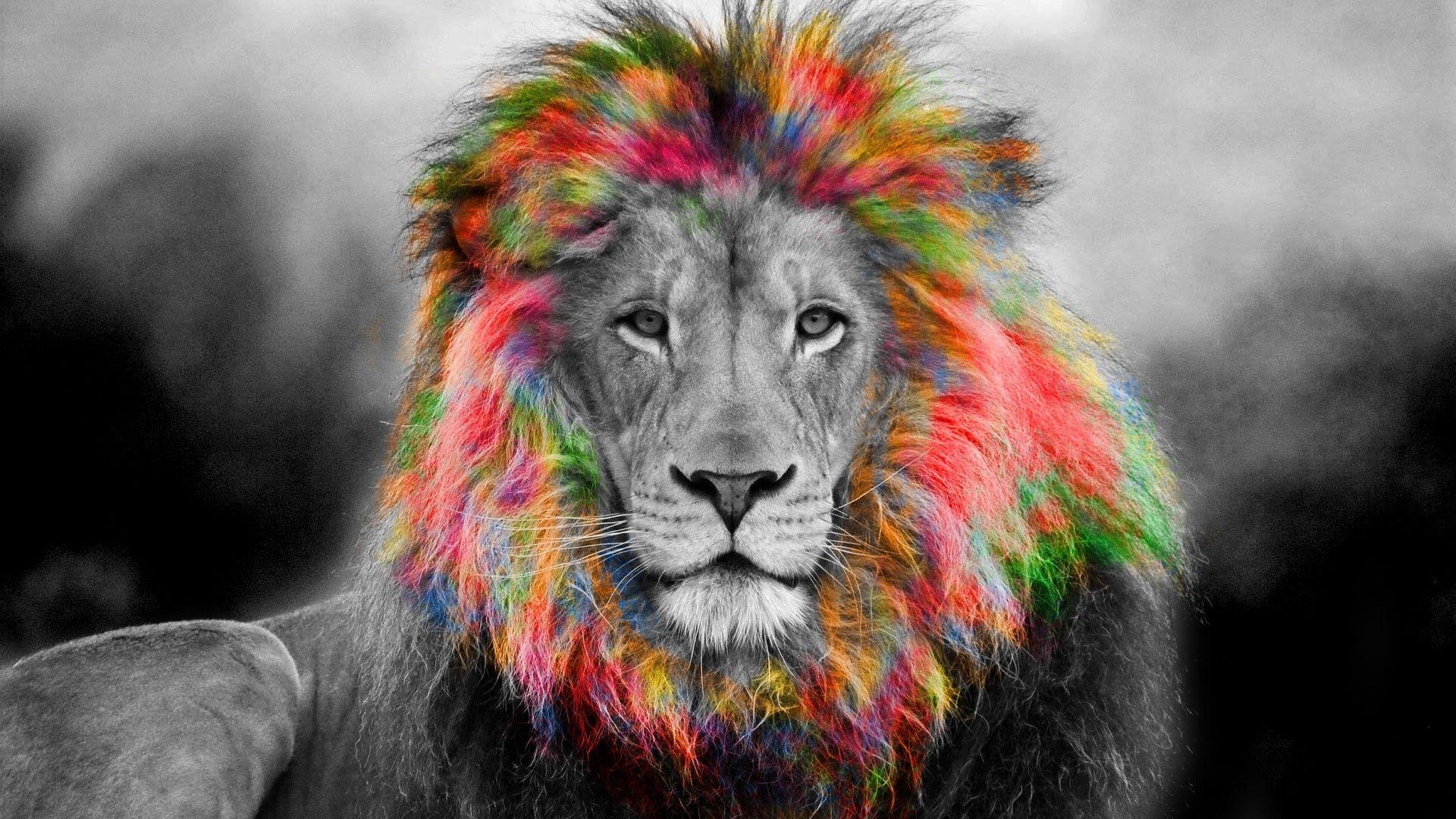 Colorful Lion Wallpapers