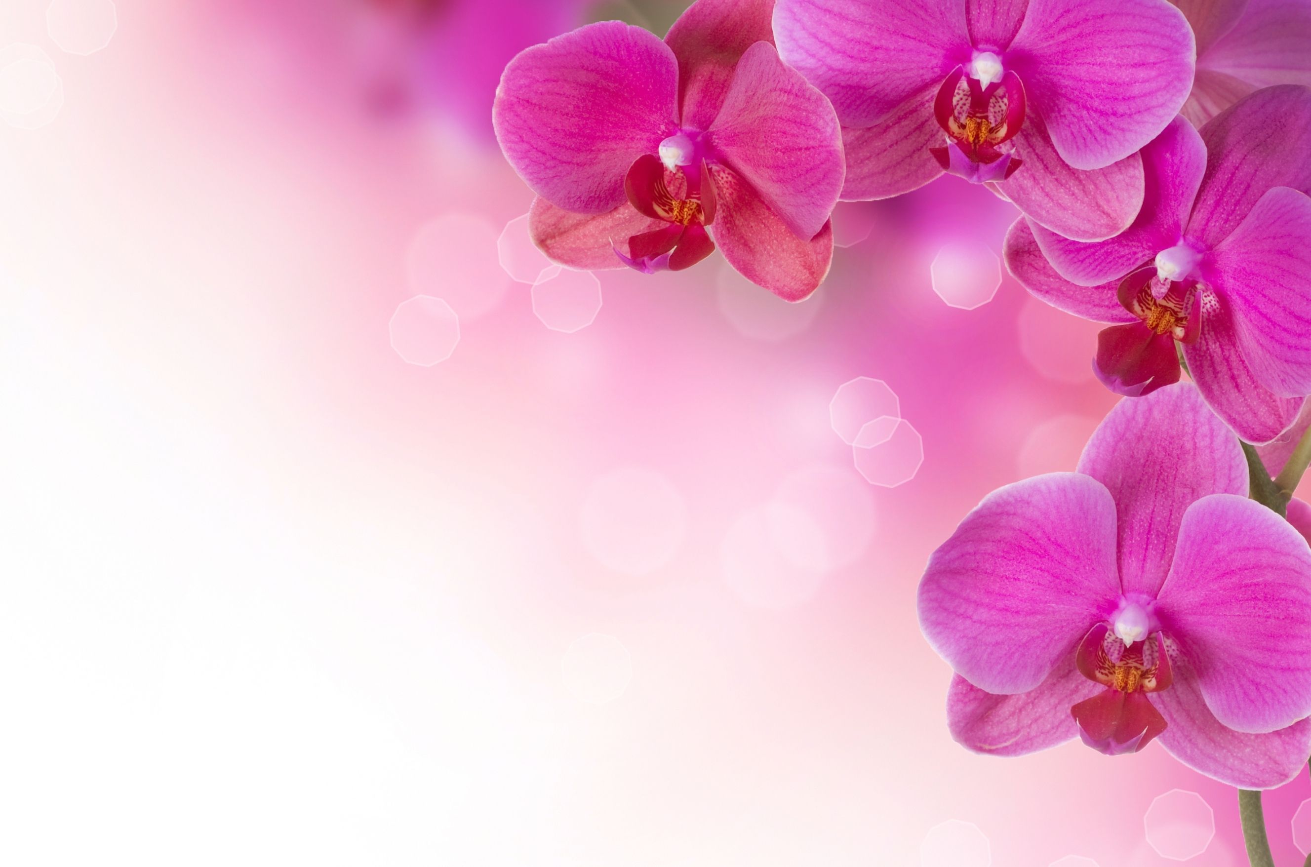 Colorful Orchids Wallpapers