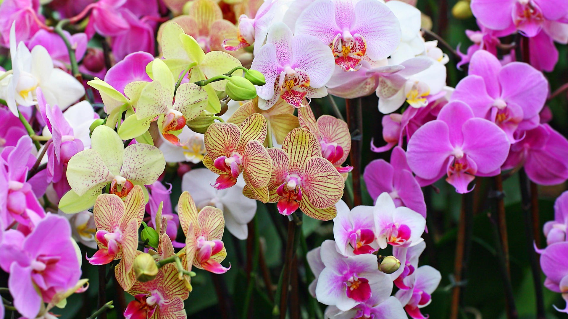 Colorful Orchids Wallpapers