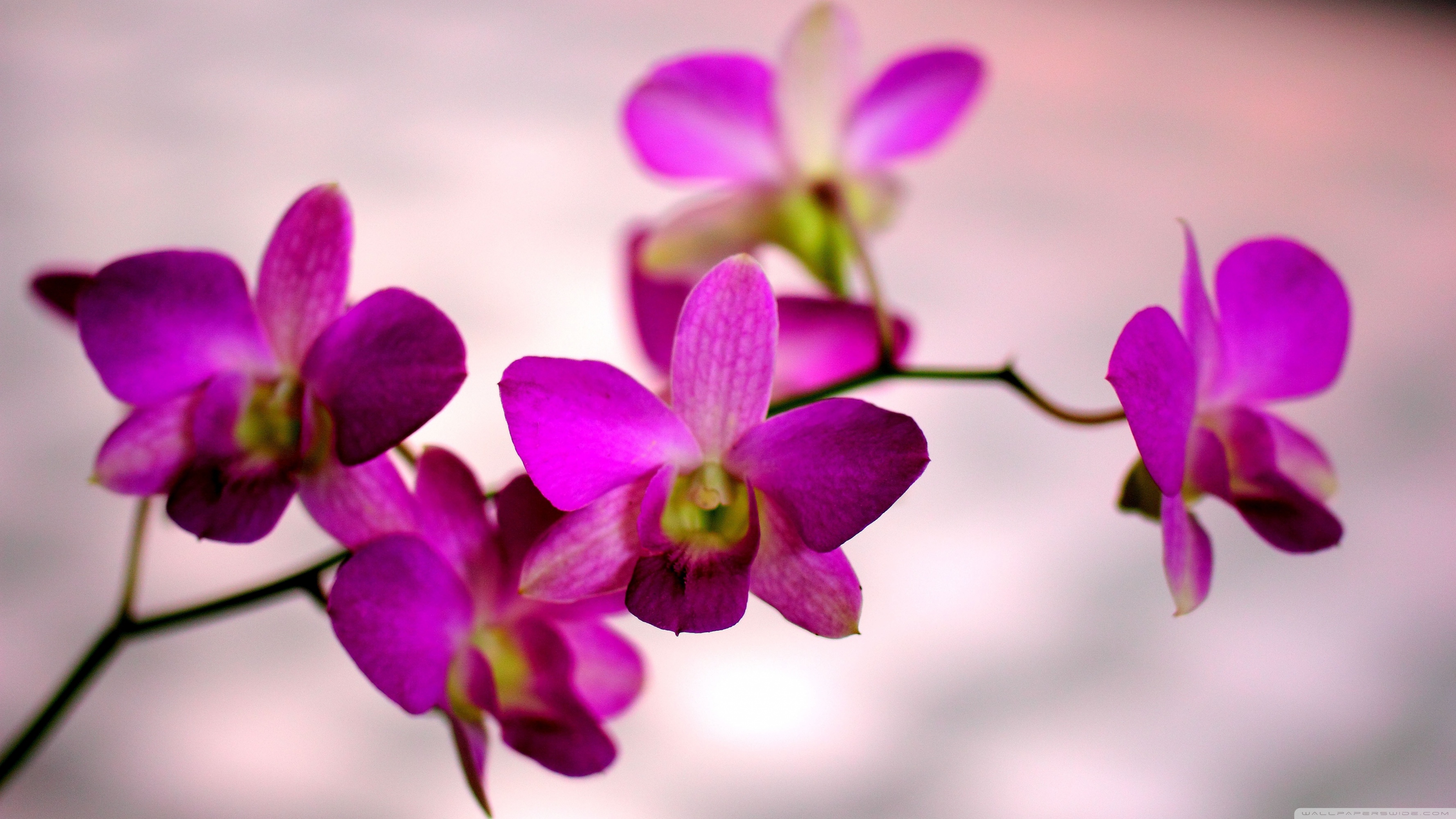 Colorful Orchids Wallpapers