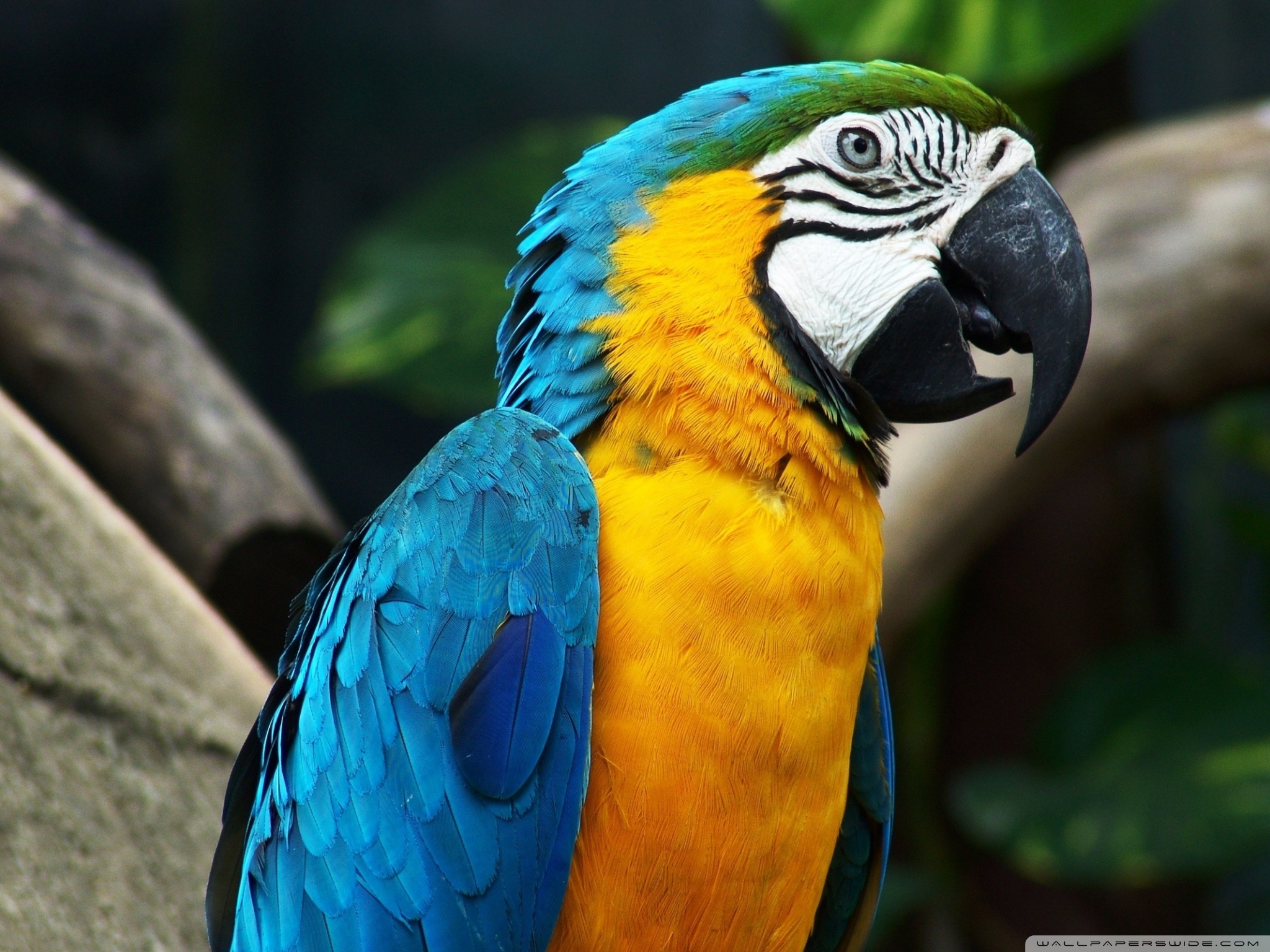 Colorful Parrot Wallpapers