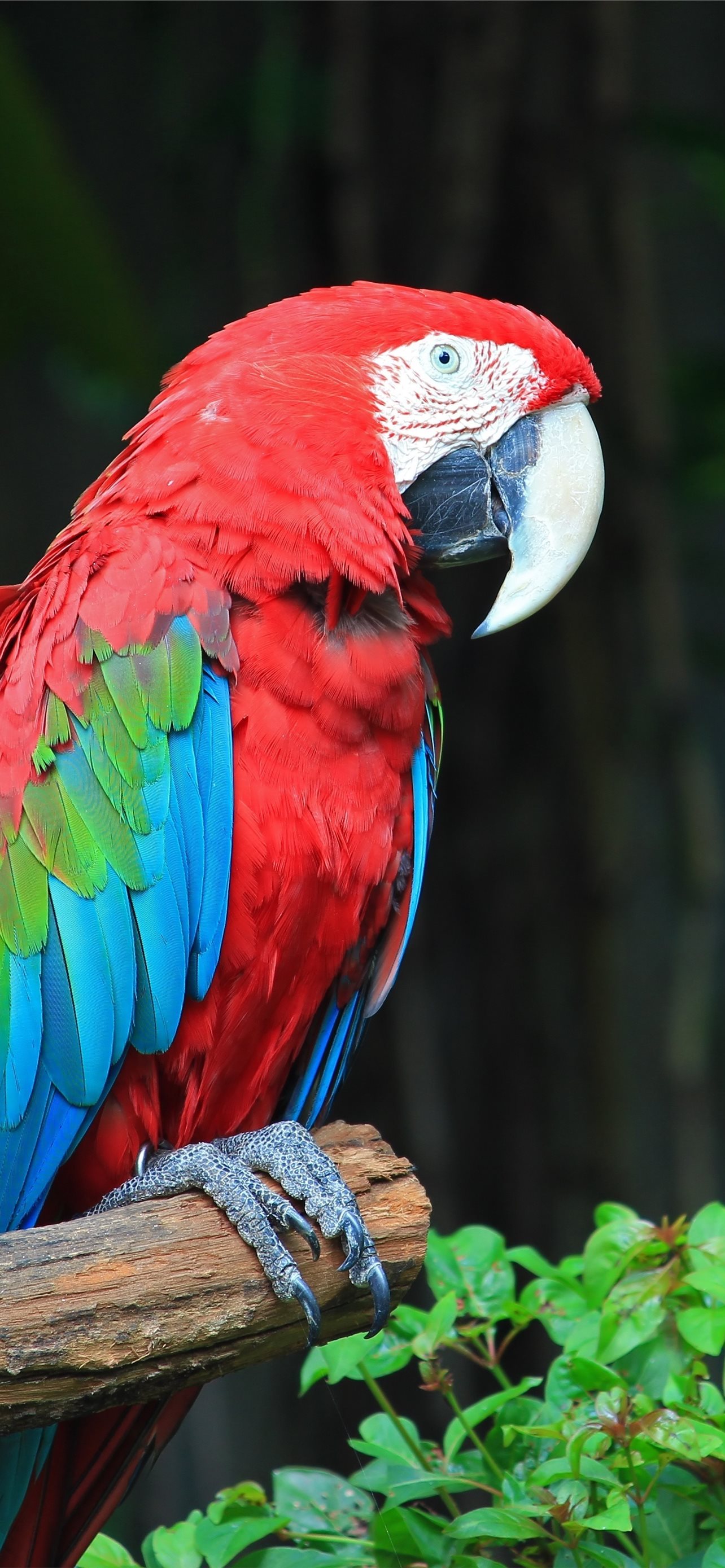 Colorful Parrot Wallpapers