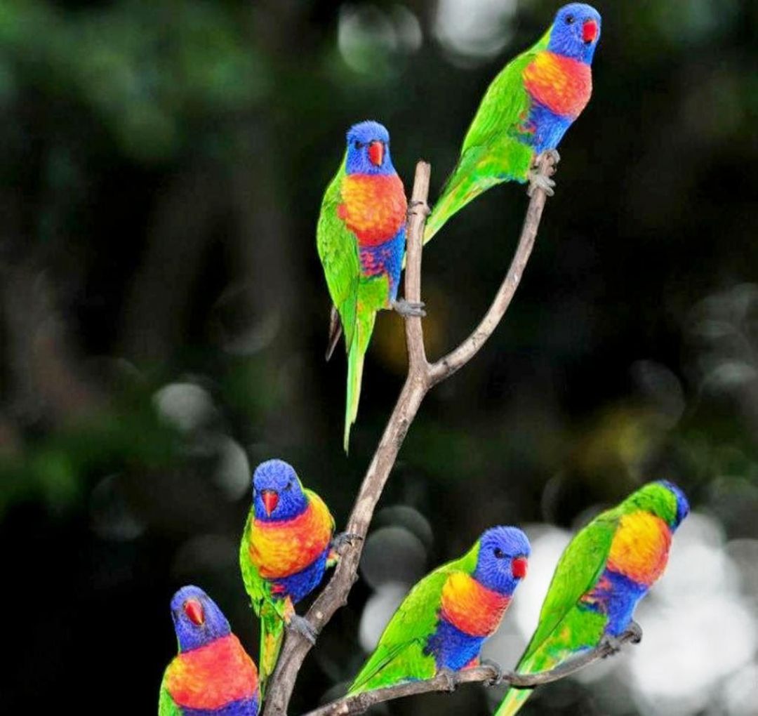 Colorful Parrot Wallpapers