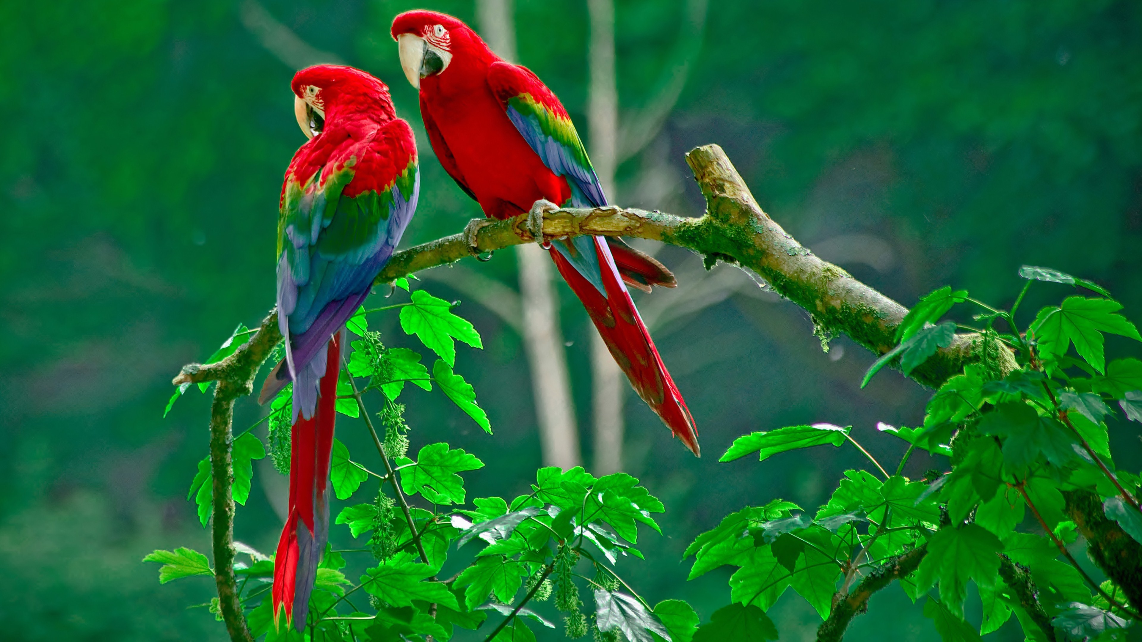 Colorful Parrot Wallpapers