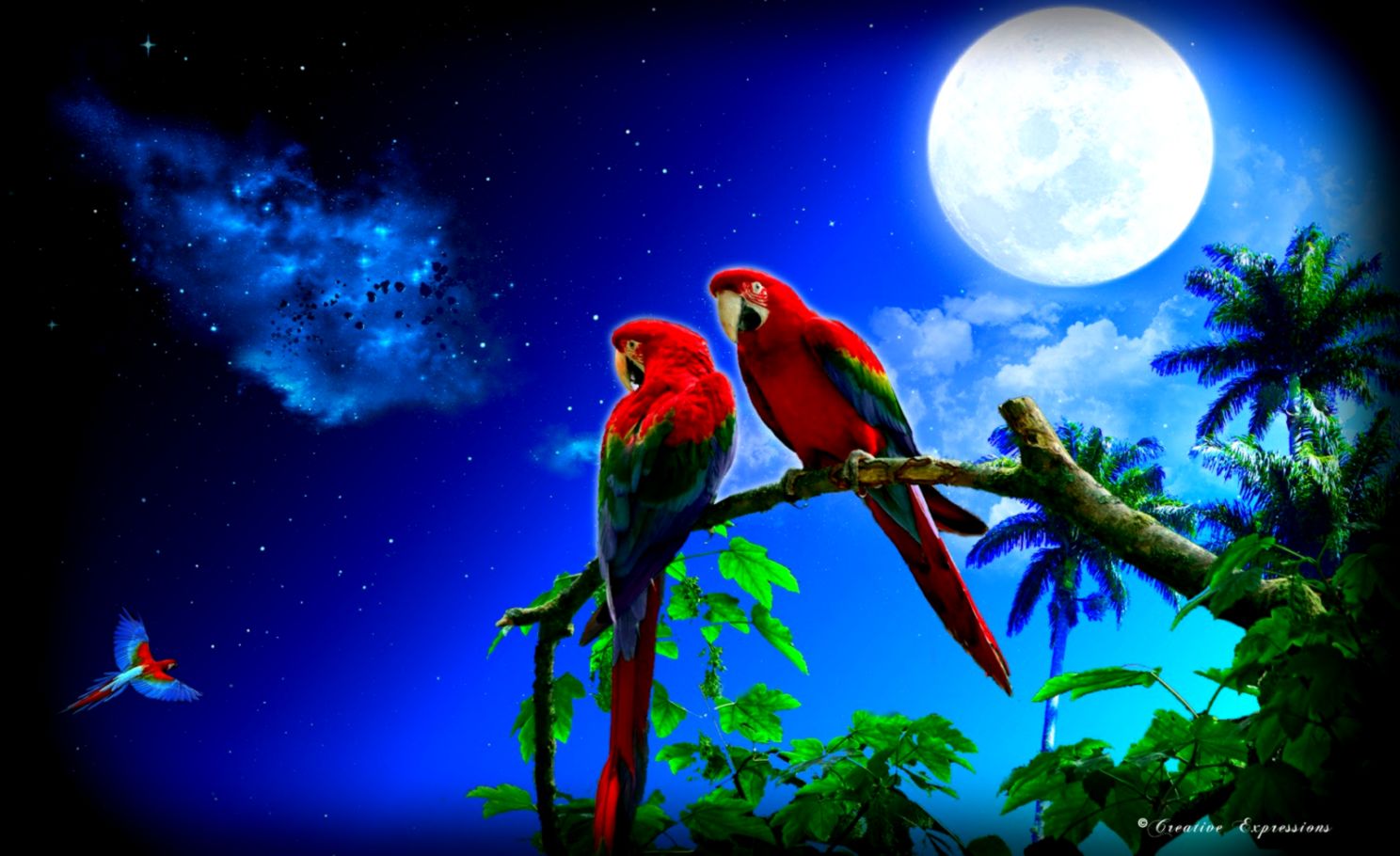 Colorful Parrot Wallpapers