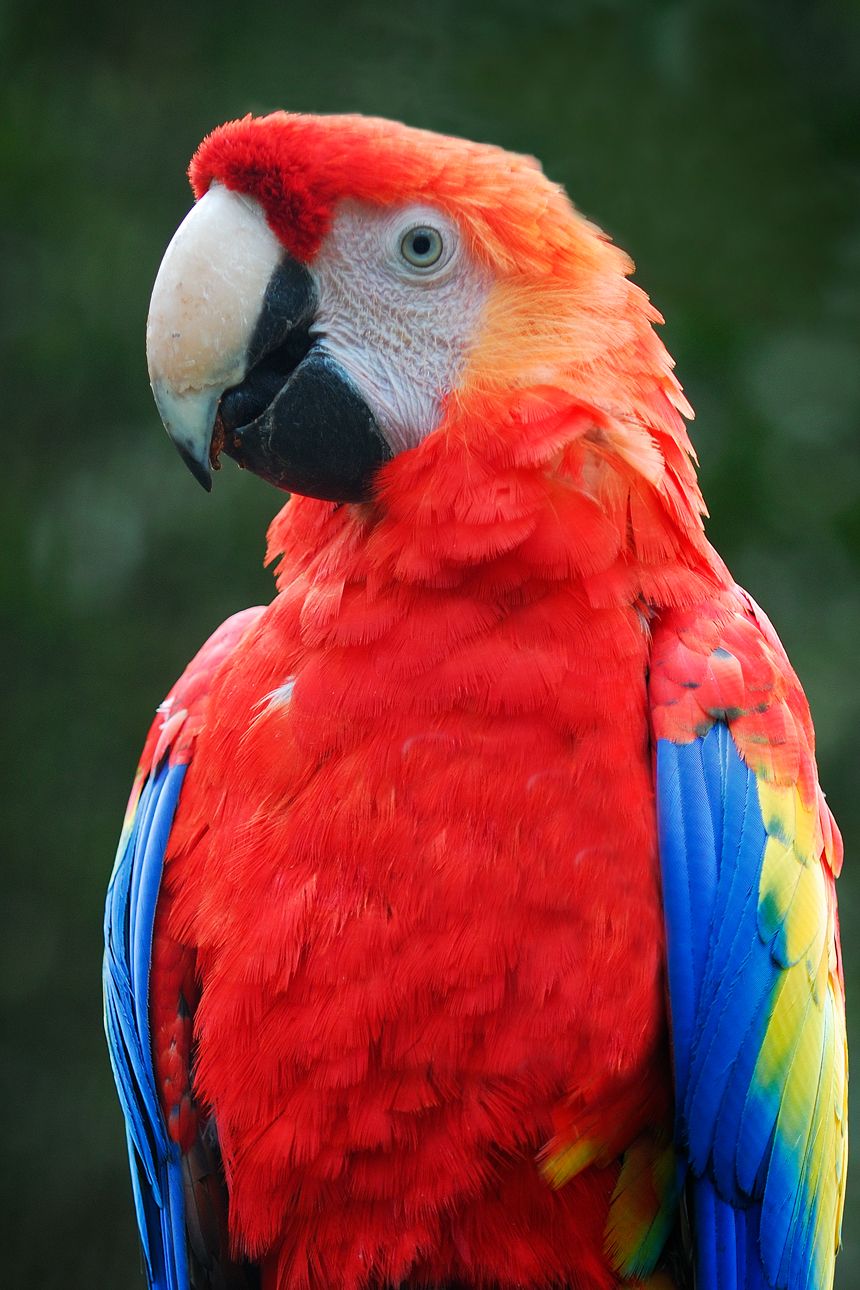 Colorful Parrot Wallpapers