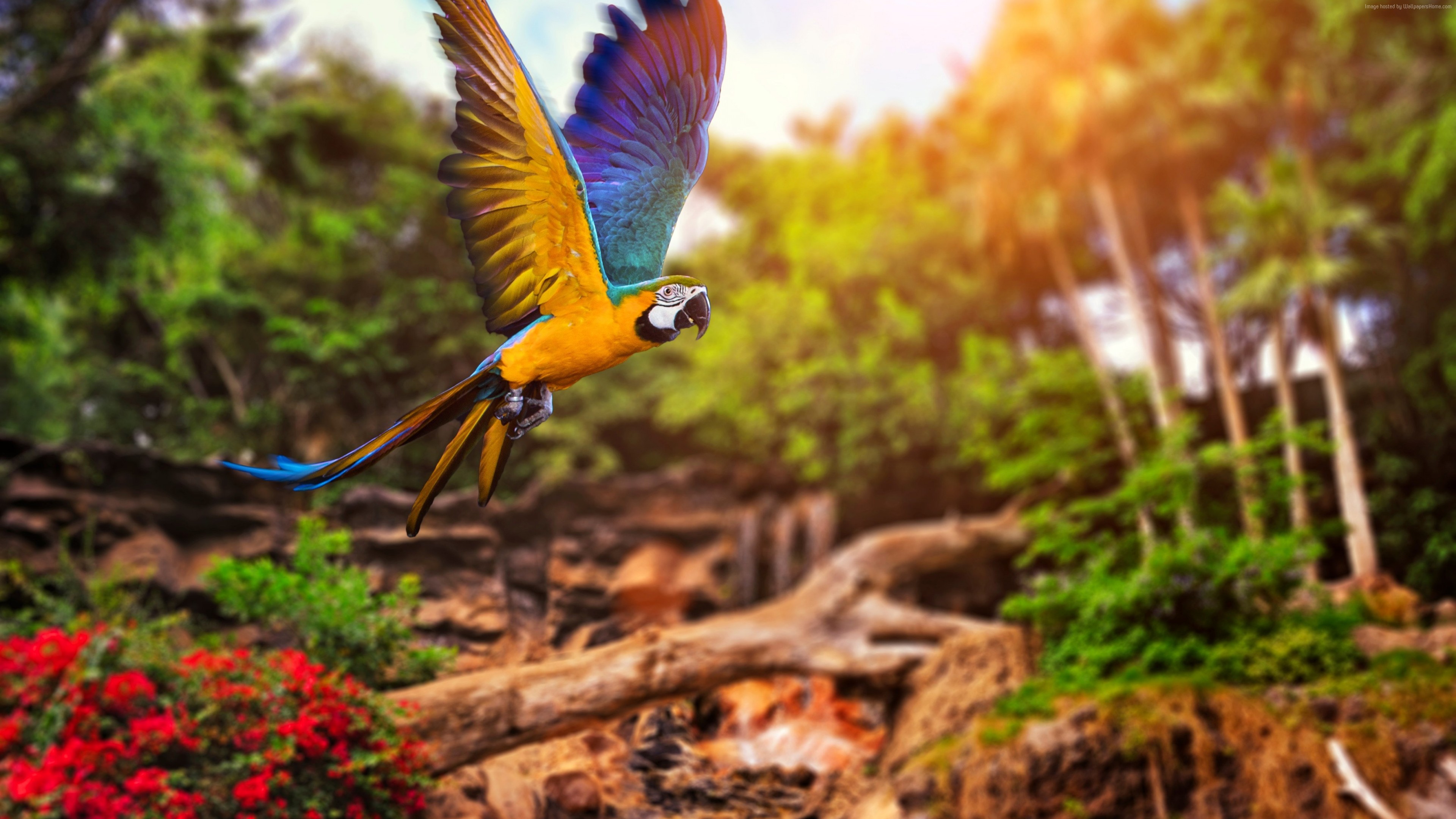 Colorful Parrot Wallpapers