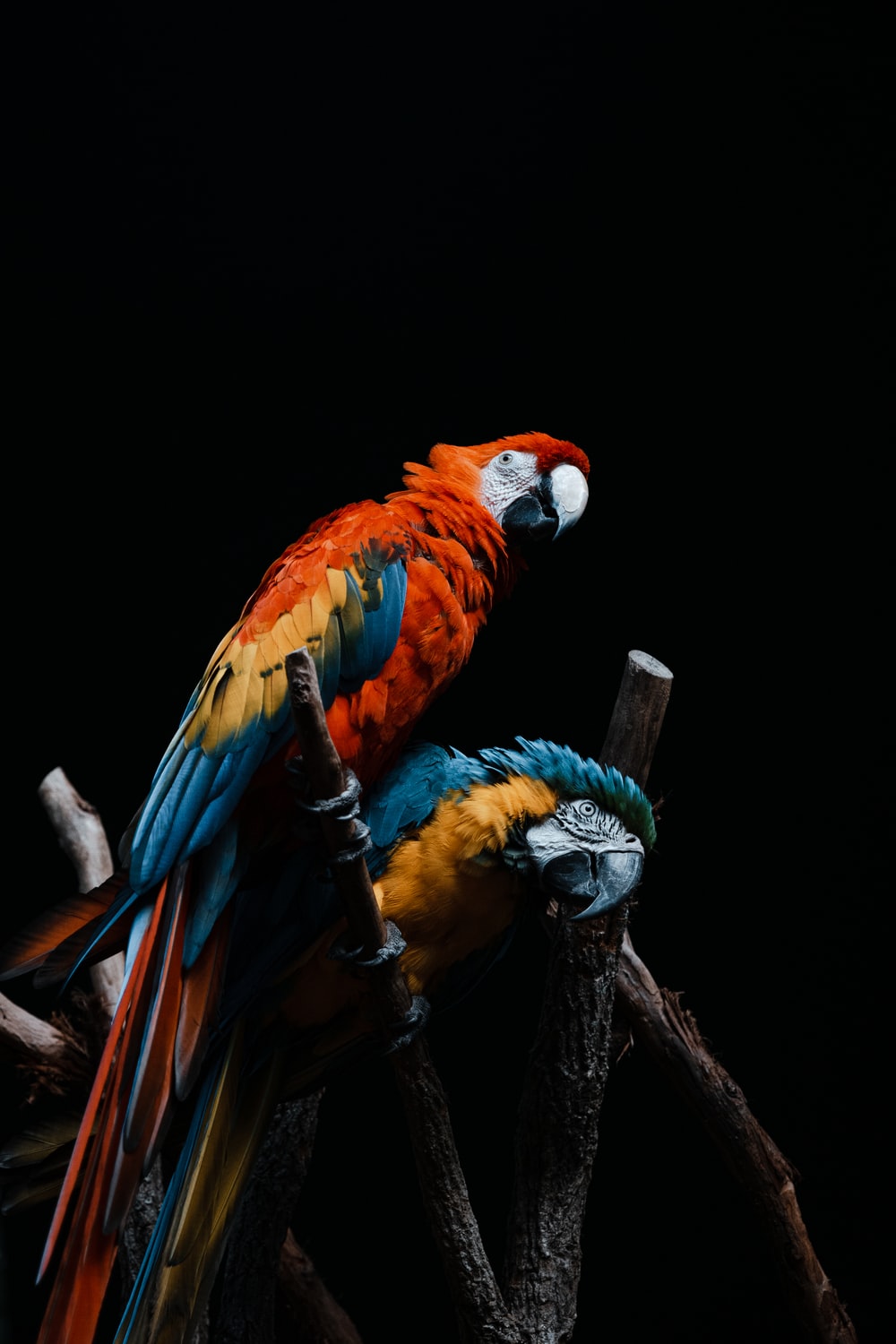 Colorful Parrot Wallpapers