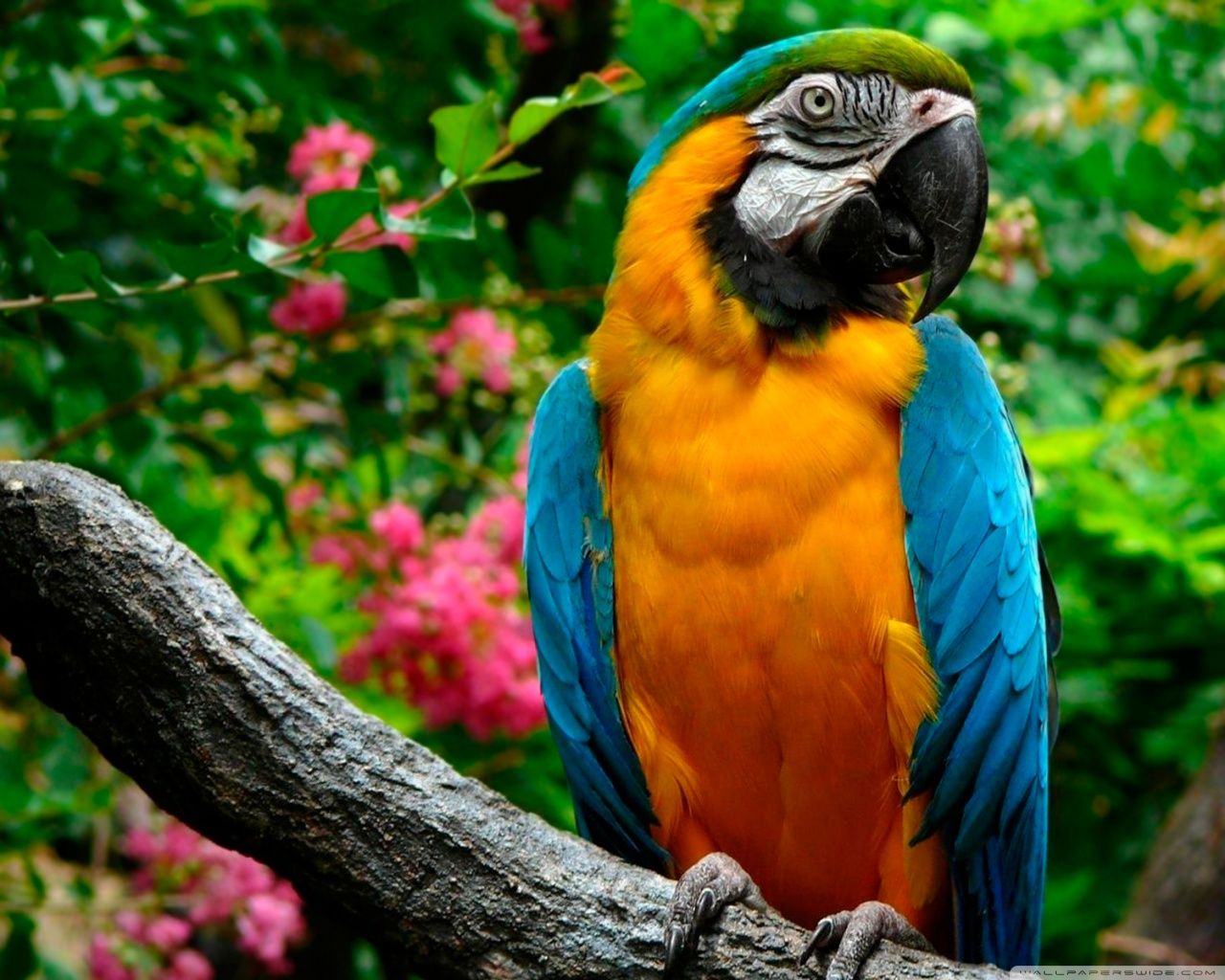 Colorful Parrot Wallpapers