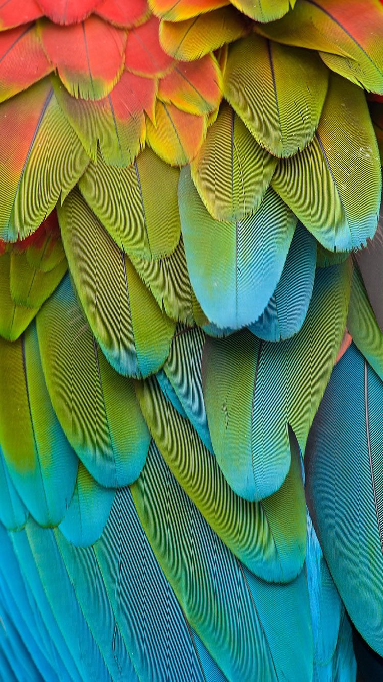 Colorful Parrot Wallpapers